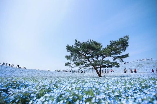 小林さんちのメイドラゴン(15) (アクションコミックス)